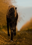 44 Farbenspiel